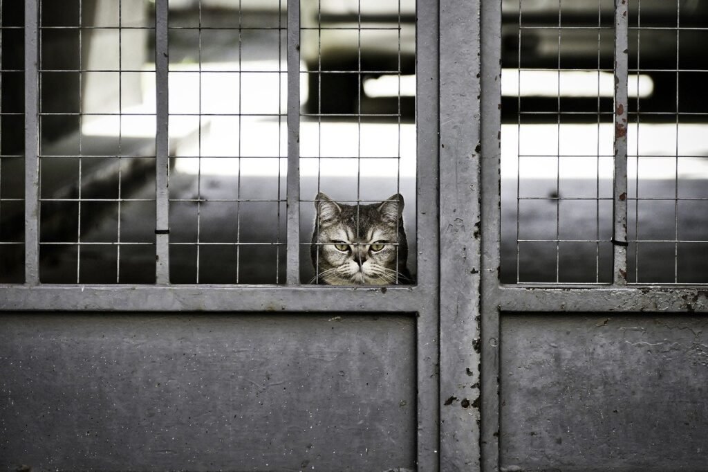 cat, garfield, portrait